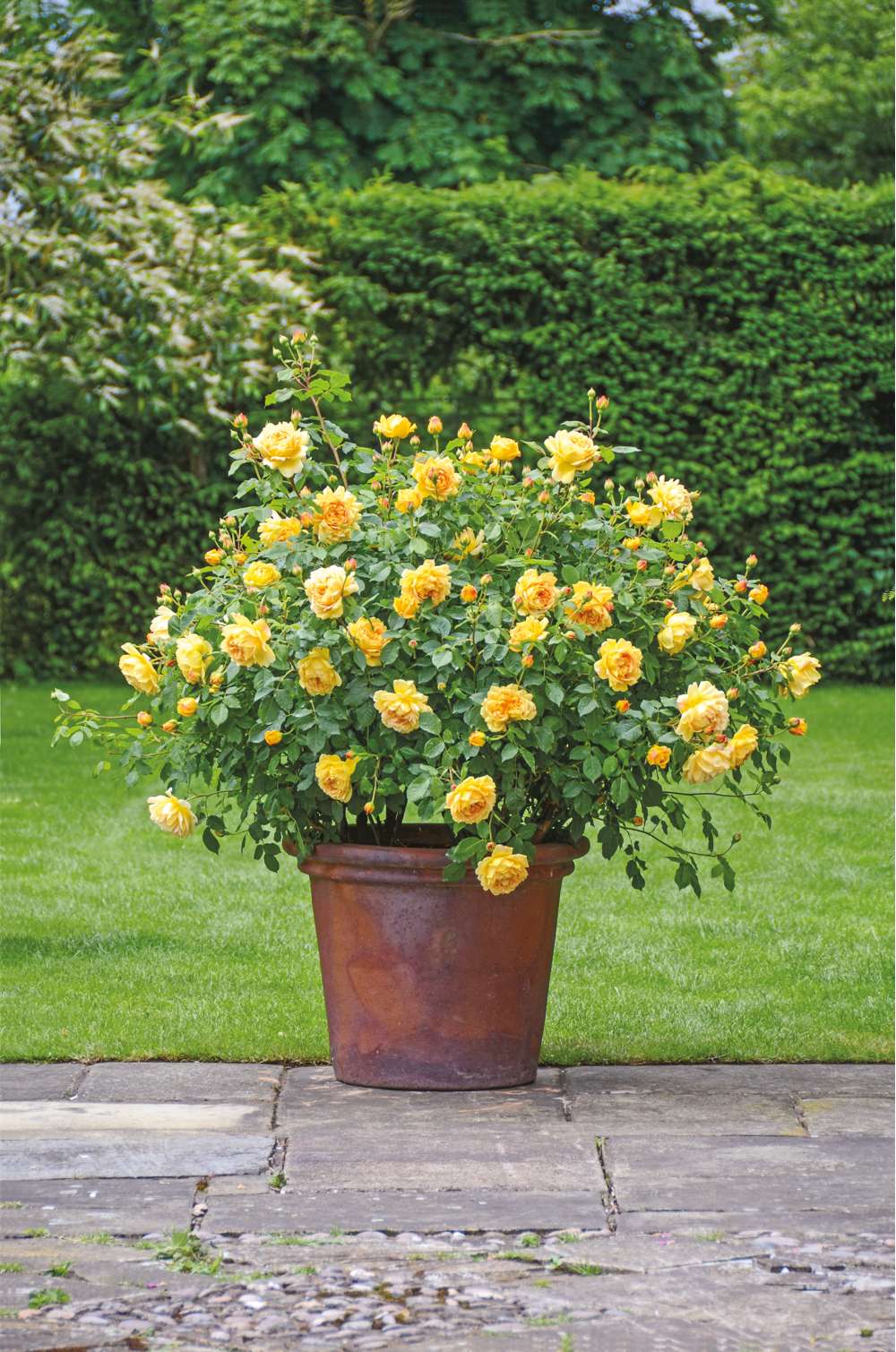 Rose 'Golden Celebration®' (Ausgold)